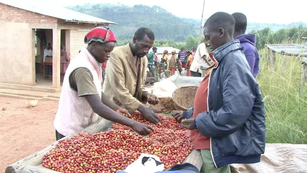A Complete Guide to Burundi Coffee Regions and Washed Processing | Flavor Profiles and Processing Secrets of Specialty Beans
