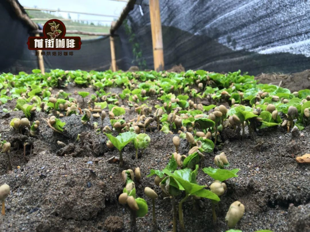A Comprehensive Guide to the Coffee Bean Lifecycle: Key Stages from Planting to Brewing and the Secrets of Flavor