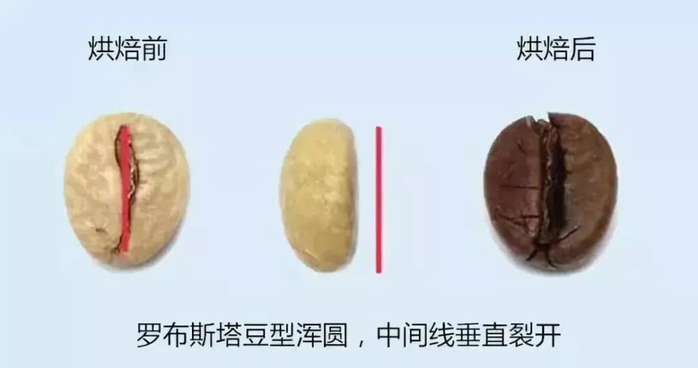 Analysis of the Three Major Coffee Varieties: Robusta, Arabica Hybrids, and Yunnan Small-Bean Flavor