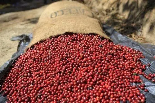 Brazil's 2024 coffee production forecast: 58.08 million bags!Global supply trends and yield analysis