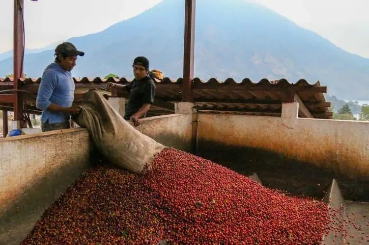 A Comprehensive Guide to Guatemalan Coffee: Varieties, Regions, and Pour Over Recommendations for the Antigua Famosa Washed Bean