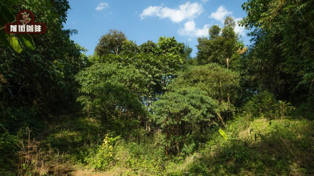 Exploring Yunnan Coffee Varieties: From Catimor to Typica, Uncovering the Cultivation Keys Behind the Flavors