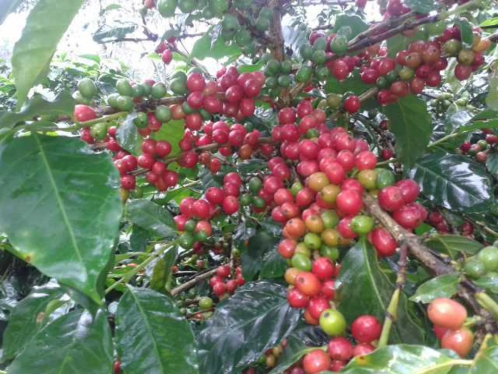 Complete Guide to the Catuai Family Varieties: Analysis of Characteristics and Planting Adaptability from Catimor to Lempira