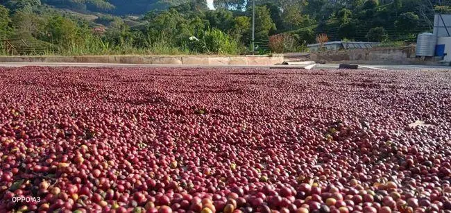 Vietnam drought drives up Robusta prices, analysis of shifts in Arabica market supply and demand