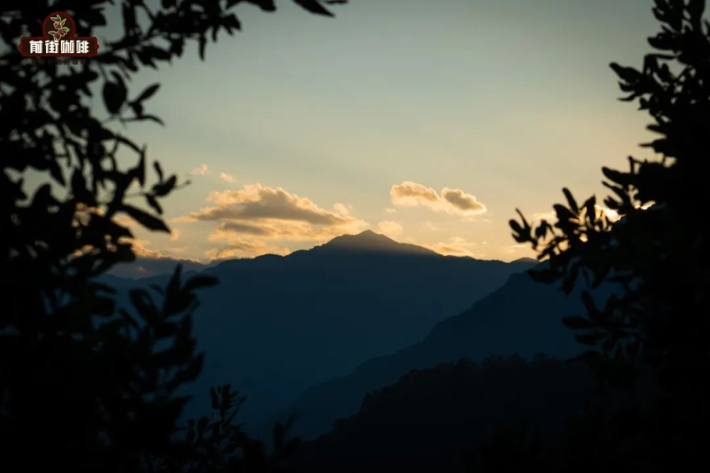 Exploring Yunnan Coffee Varieties: From Catimor to Typica, Uncovering the Cultivation Keys Behind the Flavors