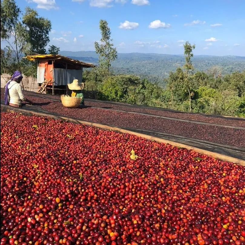 The Big Reveal of Coffee Bean Processing Methods: Instantly Identify Sun-Dried, Washed, and Honey Processes from Green to Roasted Beans