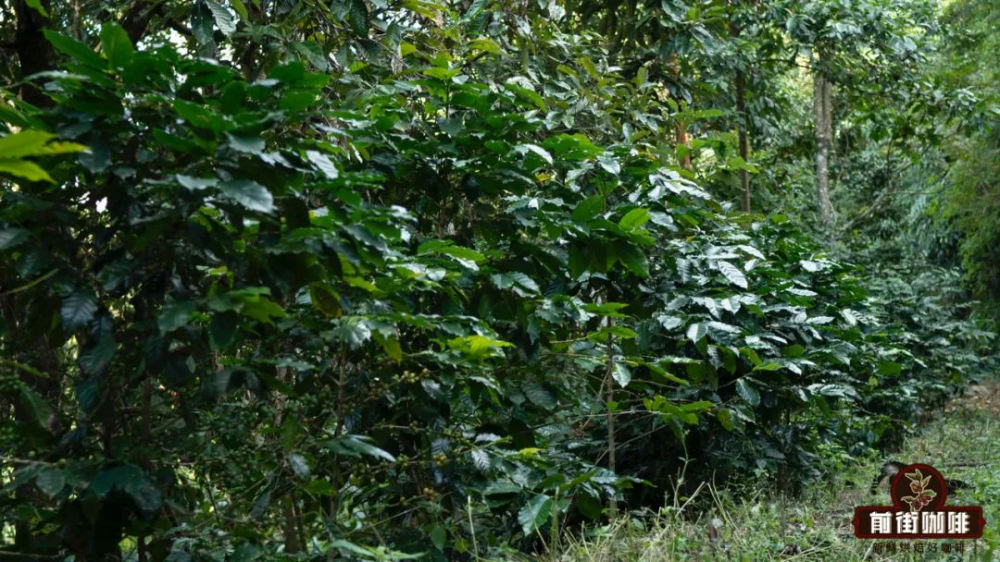 Exploring Yunnan Coffee Varieties: From Catimor to Typica, Uncovering the Cultivation Keys Behind the Flavors