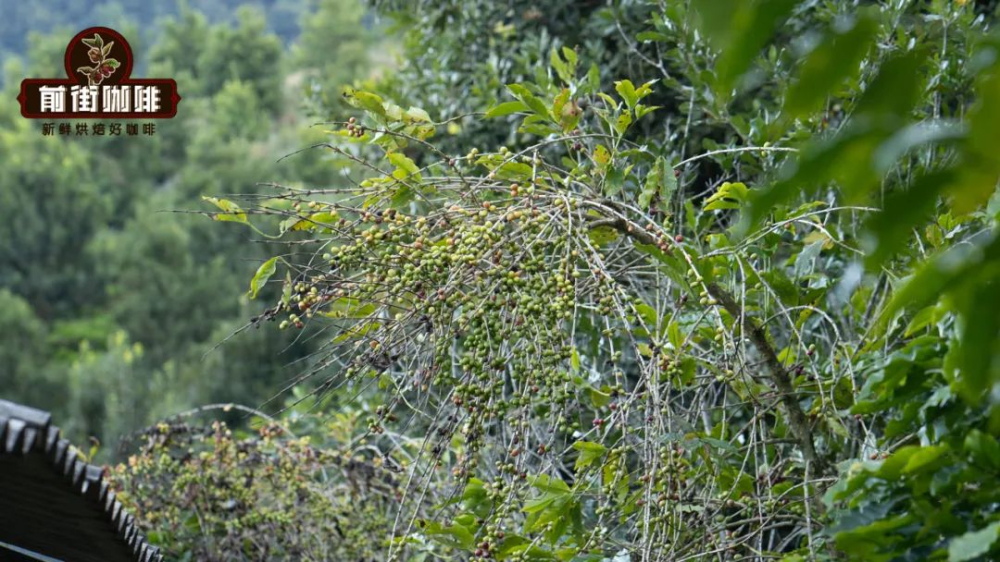 Exploring Yunnan Coffee Varieties: From Catimor to Typica, Uncovering the Cultivation Keys Behind the Flavors