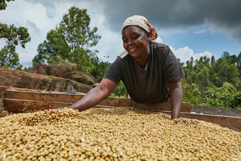 The Big Reveal of Coffee Bean Processing Methods: Instantly Identify Sun-Dried, Washed, and Honey Processes from Green to Roasted Beans