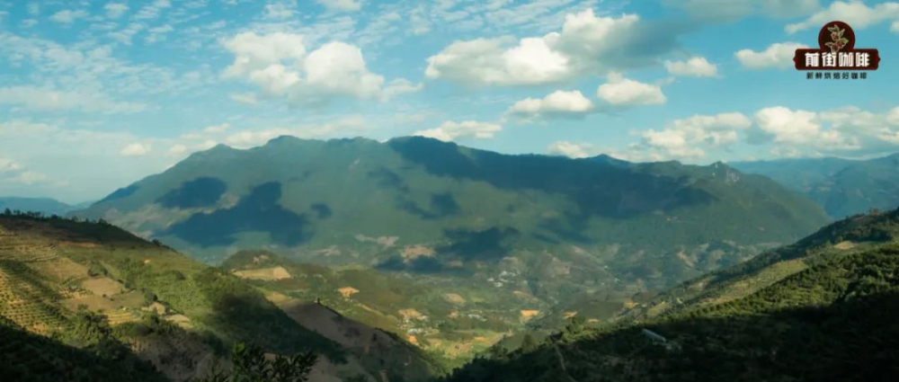 Exploring Yunnan Coffee Varieties: From Catimor to Typica, Uncovering the Cultivation Keys Behind the Flavors