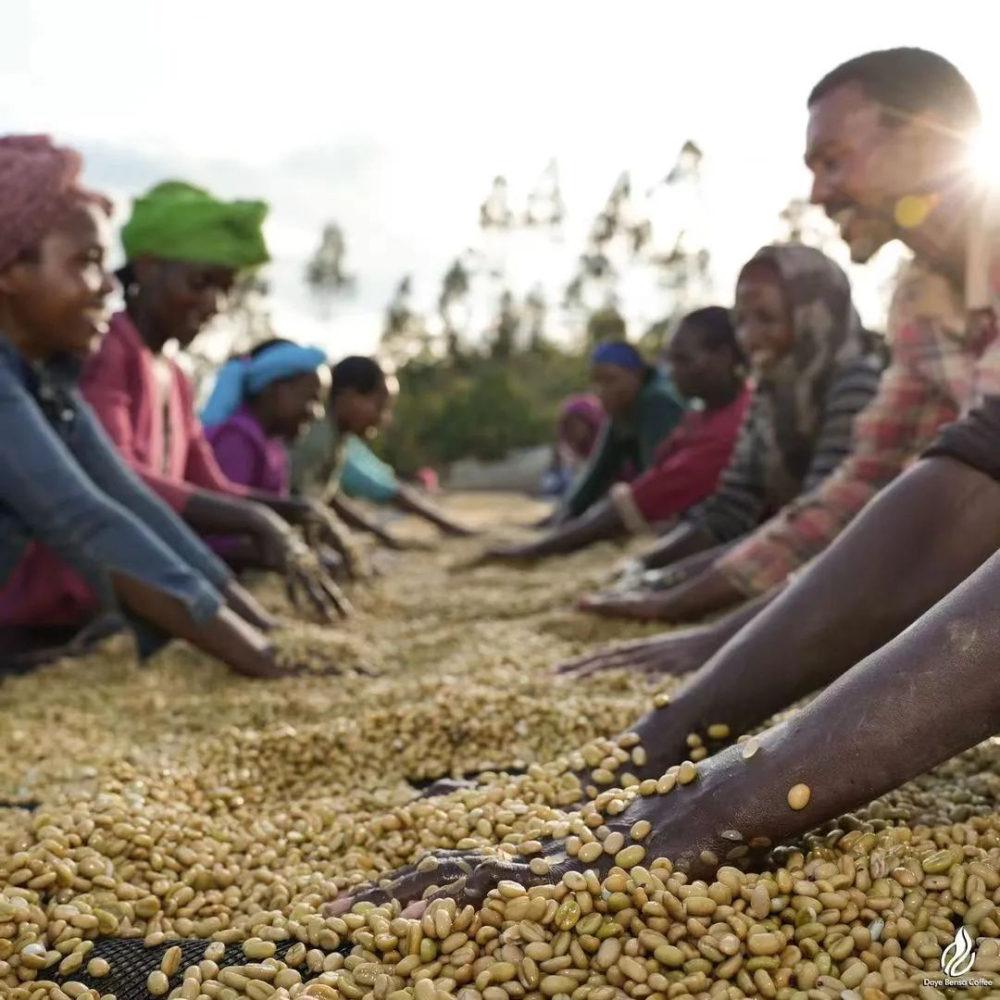 A Complete Guide to Coffee Processing Methods: How Fermentation Influences Flavors in Natural, Washed, and Honey Processes