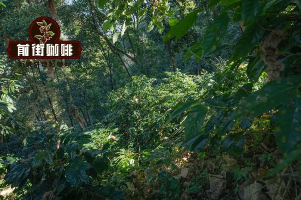 A Comprehensive Guide to the Coffee Bean Lifecycle: Key Stages from Planting to Brewing and the Secrets of Flavor