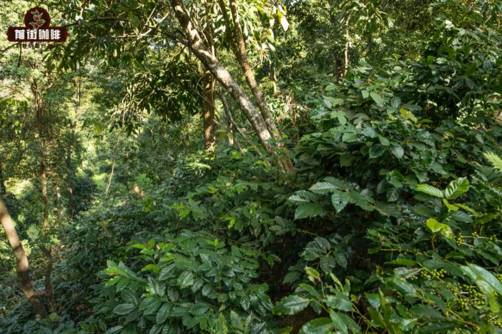 Exploring Yunnan Coffee Varieties: From Catimor to Typica, Uncovering the Cultivation Keys Behind the Flavors