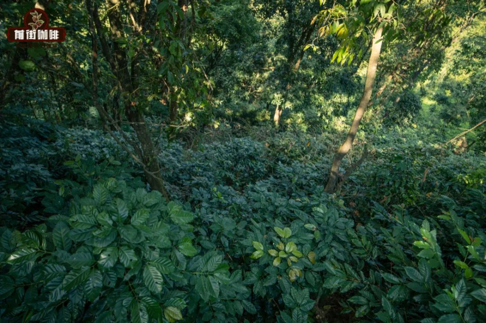 Exploring Yunnan Coffee Varieties: From Catimor to Typica, Uncovering the Cultivation Keys Behind the Flavors