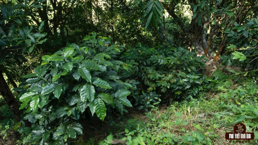 Exploring Yunnan Coffee Varieties: From Catimor to Typica, Uncovering the Cultivation Keys Behind the Flavors