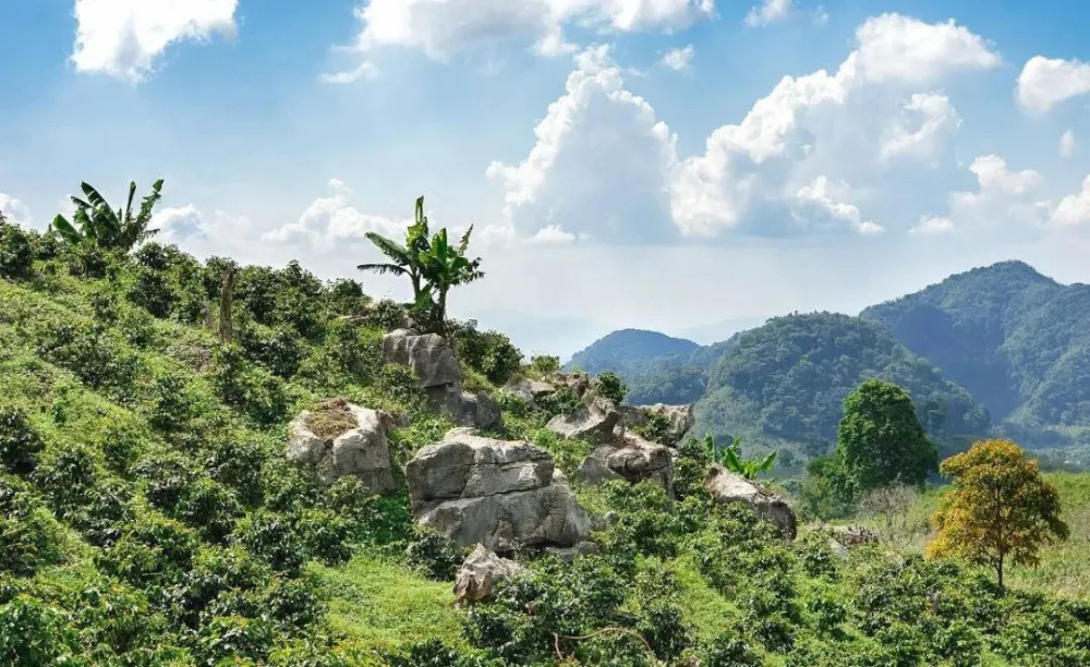 Analysis of the Characteristics and Planting Challenges of Honduras' Four Major Coffee Varieties