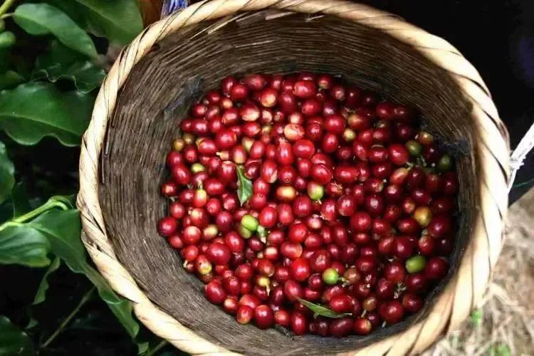 A Complete Guide to Coffee Processing Methods: How Fermentation Influences Flavors in Natural, Washed, and Honey Processes
