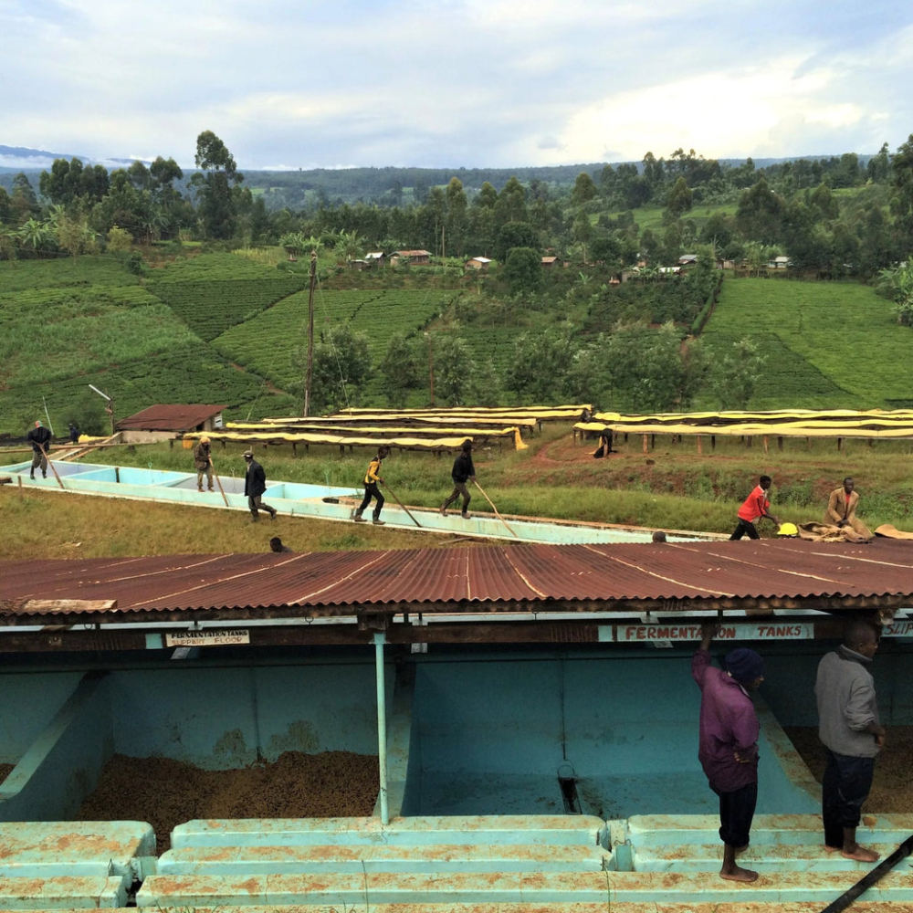 The Big Reveal of Coffee Bean Processing Methods: Instantly Identify Sun-Dried, Washed, and Honey Processes from Green to Roasted Beans
