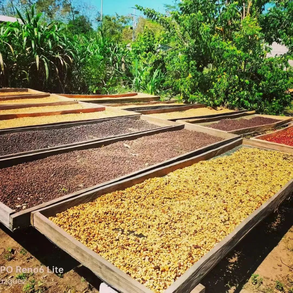 A Complete Guide to Coffee Processing Methods: How Fermentation Influences Flavors in Natural, Washed, and Honey Processes