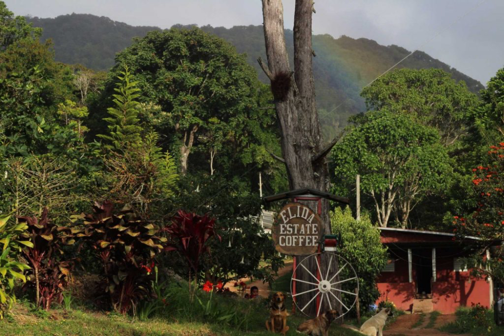 A Complete Guide to the Naming Logic of Specialty Coffee Beans: From Origin, Variety to Competitions and Estates