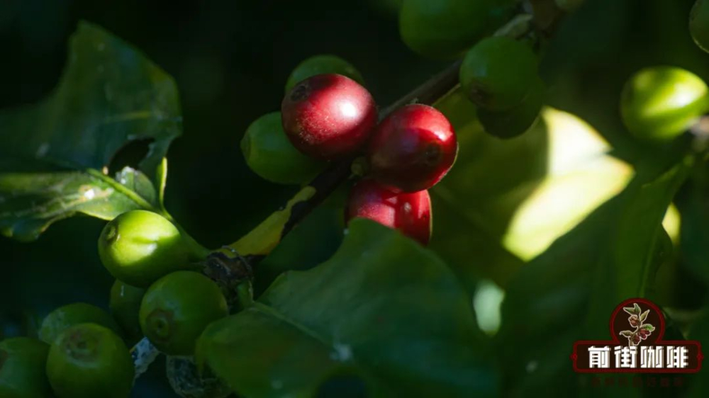 Exploring Yunnan Coffee Varieties: From Catimor to Typica, Uncovering the Cultivation Keys Behind the Flavors