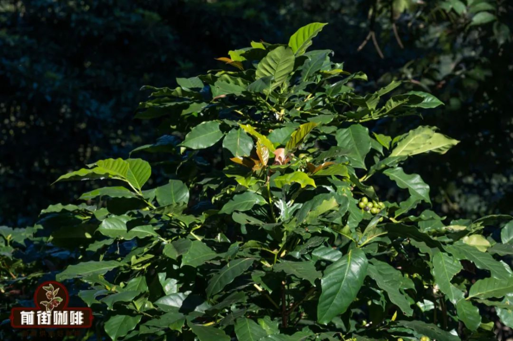 Exploring Yunnan Coffee Varieties: From Catimor to Typica, Uncovering the Cultivation Keys Behind the Flavors