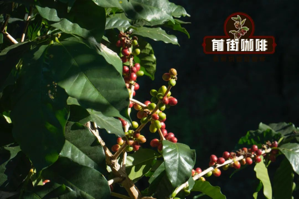 A Comprehensive Guide to the Coffee Bean Lifecycle: Key Stages from Planting to Brewing and the Secrets of Flavor