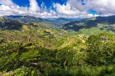 The Complete Guide to Jamaican Blue Mountain Coffee: Region, Grading, and Pour Over Flavor Profile of Blue Mountain No. 1