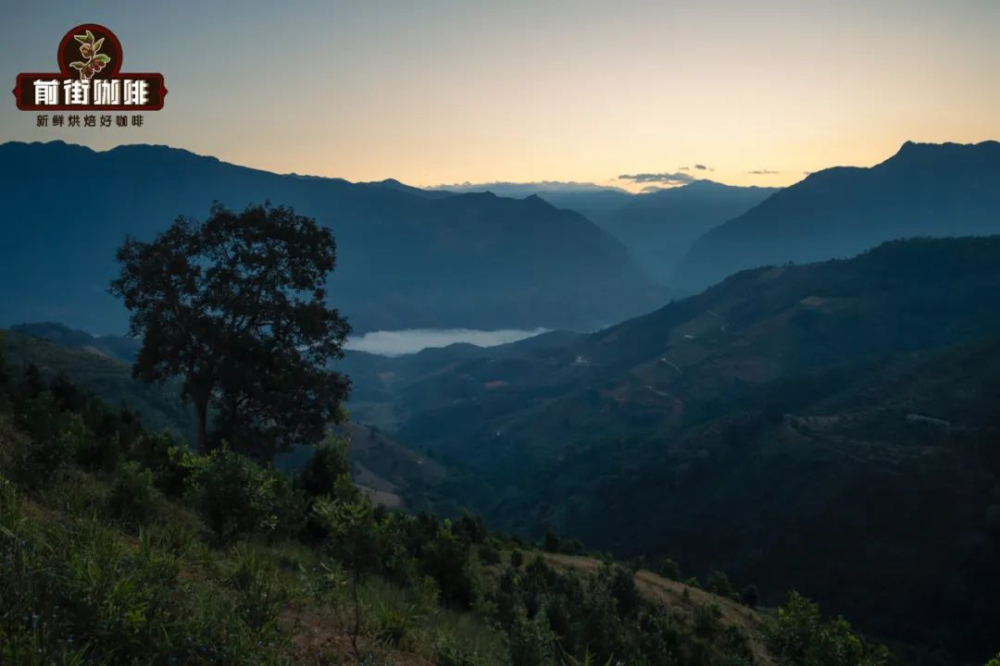 Exploring Yunnan Coffee Varieties: From Catimor to Typica, Uncovering the Cultivation Keys Behind the Flavors