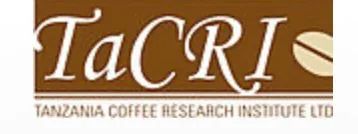 The Evolution of Tanzanian Coffee Varieties and Regional Characteristics | Geisha, KP423, and Kilimanjaro Pour Over Flavor Profiles