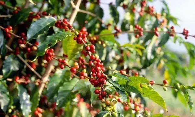Ethiopian Guji Konga Huākuí Coffee: A Comprehensive Guide to Its Flavor Profile of 7.0 and Natural Processing Method