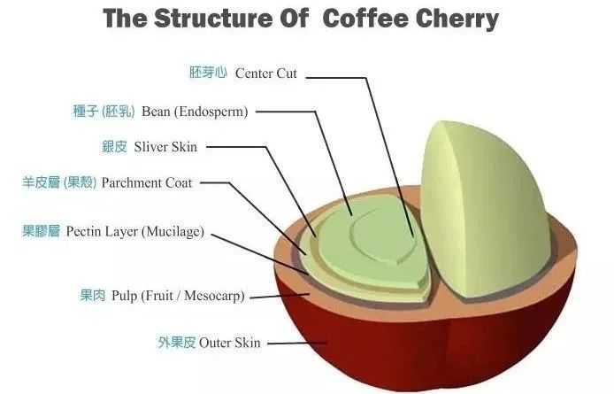 What to do about silver skin residue? A pour over coffee and extraction experiment to analyze flavor truths