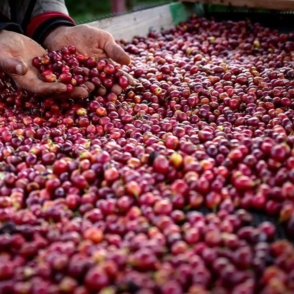 Where does the wild flavor of Yemen Mocha coffee come from? Decoding the ancient sun-drying processing technique