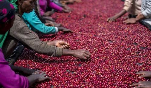 Ethiopian coffee exports exceed $570 million!
How did the Berbera Port agreement change the fate of trade?