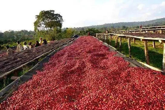 Ethiopia Yirgacheffe Sun-Dried Red Cherry Project: Native Variety Flavors & Brewing Recommendations