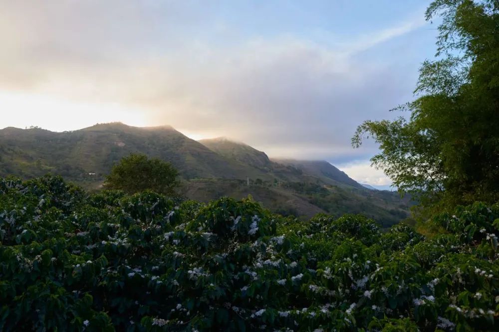 Introduction to Colombian Huila Washed Beans | Analysis of Caturra Variety and High-Altitude Flavor