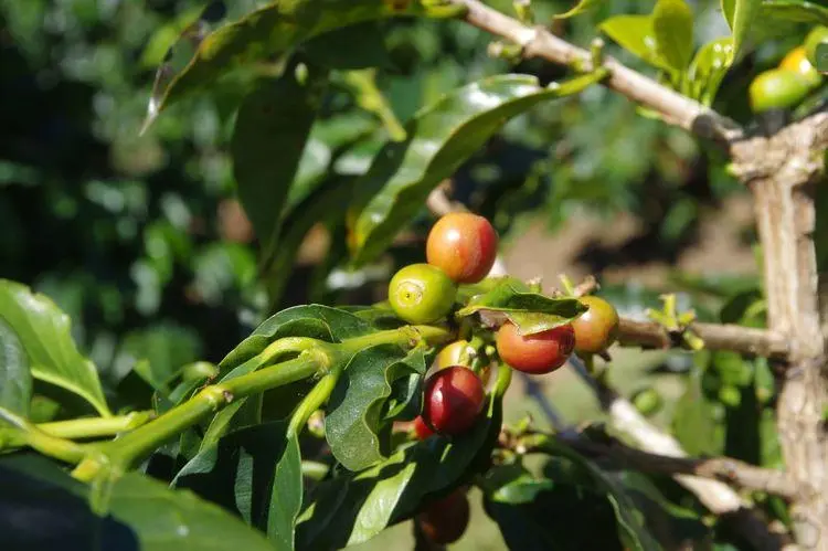 Costa Rican coffee exports plunge 30% in January as EUDR and water pollution hit hard