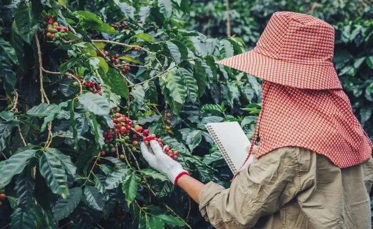 Vietnamese Robusta coffee prices soar to a 28-year high — how it affects your cup of coffee