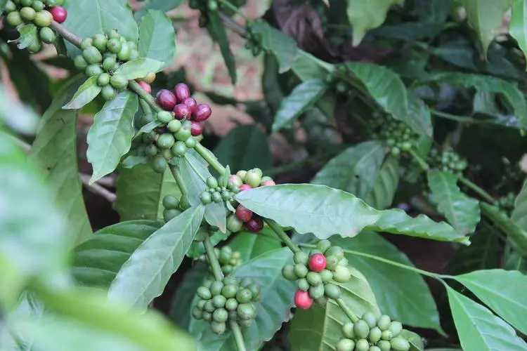 Vietnam and Brazil see dual growth in coffee production and sales: 2024 global market trends and price analysis