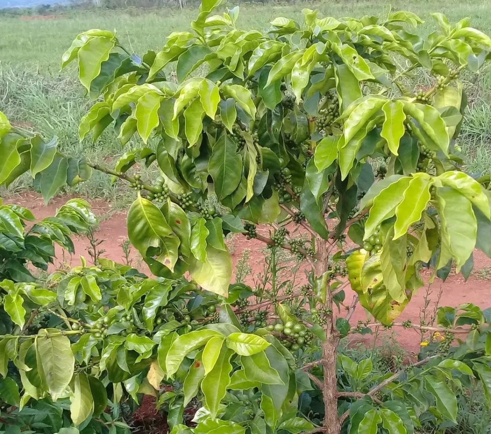 Behind the Price Fluctuations of Colombian Coffee: 2023 Production & Sales Trends and Adjustments in Procurement Strategy