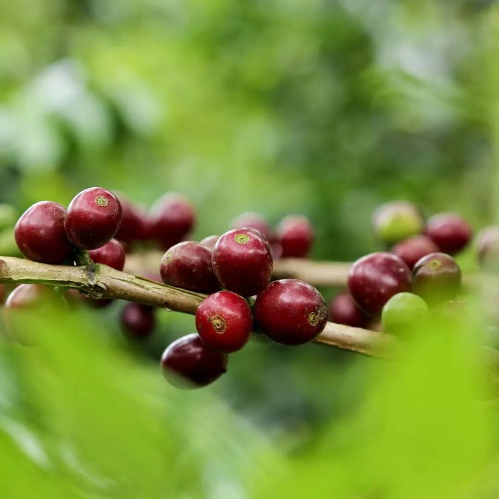 What flavors does Sudan Rume coffee have? A comprehensive analysis from WBC champion to breeding key points