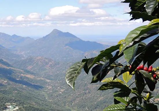 Flavor Profile of Guatemala's New Oriental Geisha | Honey Process Pour Over Parameters and Regional Characteristics