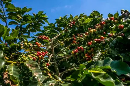 January 2024 Coffee Market Trends: Robusta Prices Soar, Global Supply Challenges Analyzed
