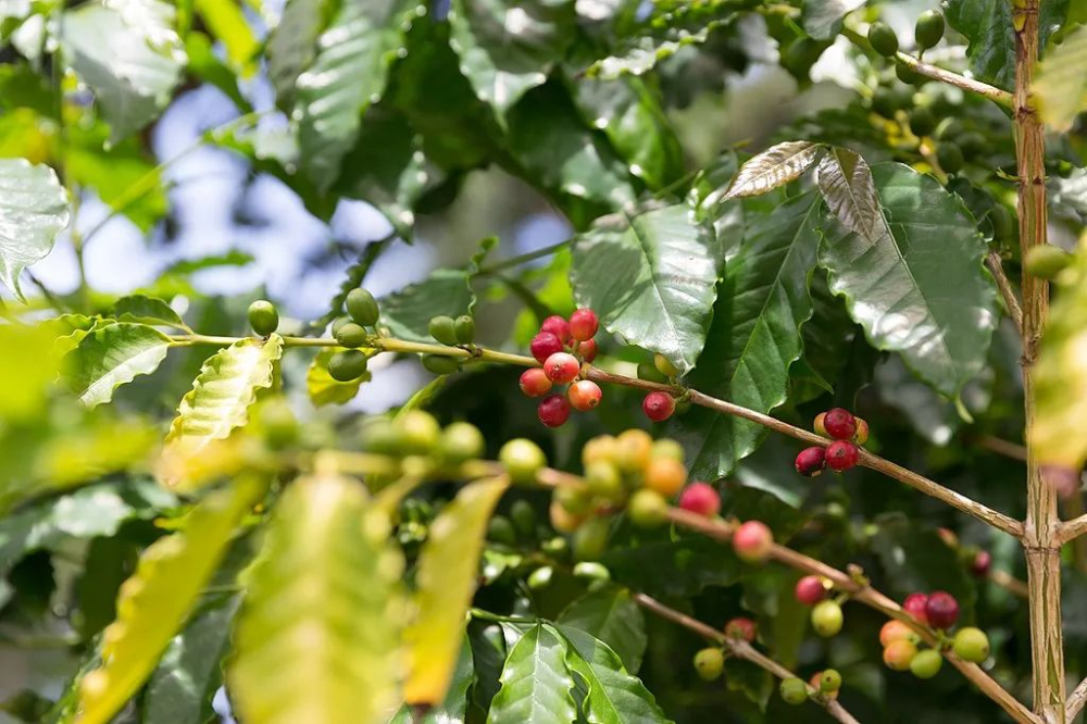 New Regulations for Hawaiian Kona Coffee Labels: Major Adjustments to Blending Ratios and Transparency