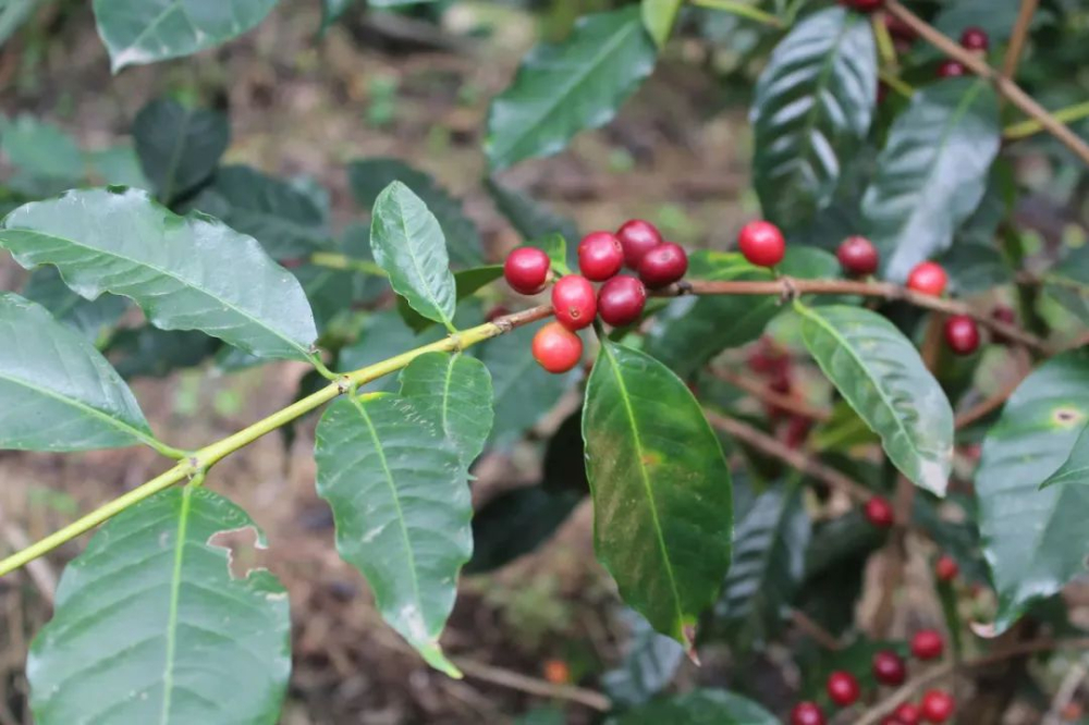 Tanzania Kilimanjaro AA Coffee Beans Analysis: Washed Typica Pour Over Flavor & Region Guide