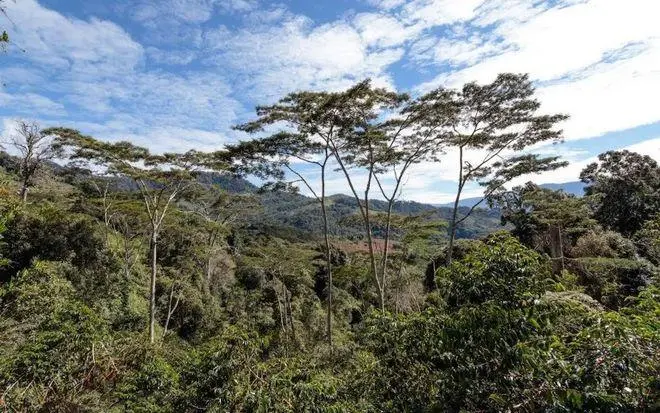 Papua New Guinea Bird of Paradise Coffee: A Complete Guide to Flavor Profile and Sigri Estate Origin