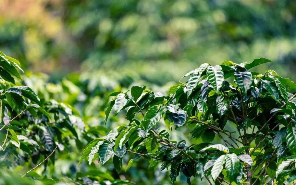 Why is Geisha coffee so expensive? A full breakdown of the Emerald Estate Red Label auction prices and grading system