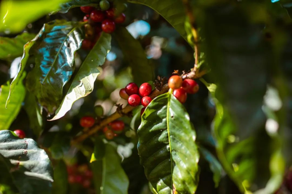 Fair Trade Coffee Certification Upgraded!Fully aligned with the EU's new deforestation-free regulations by 2026