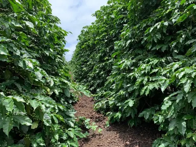 Indonesian coffee consumption is heating up as NKG rolls out a new Southeast Asia supply chain strategy