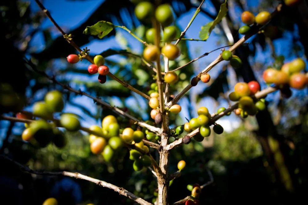 Behind the Surge in Vietnamese Robusta Coffee Prices: How the New Crop Season and Red Sea Crisis Are Impacting the Market?